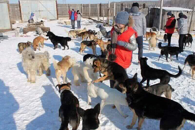 Активисты ОНФ в Челябинской области помогли благотворительному приюту для бездомных животных