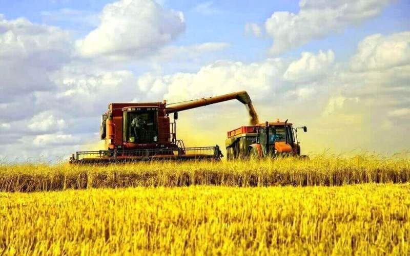 На Кубани бьют рекорды по сбору урожая