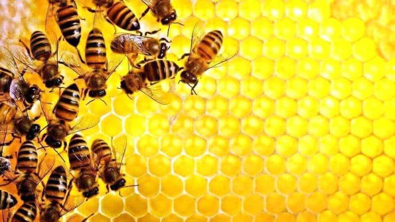 Полезные свойства натурального меда и влияние медовых масок на кожу