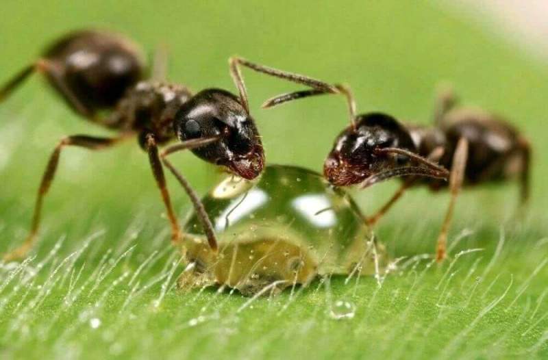 Польза муравьиной кислоты