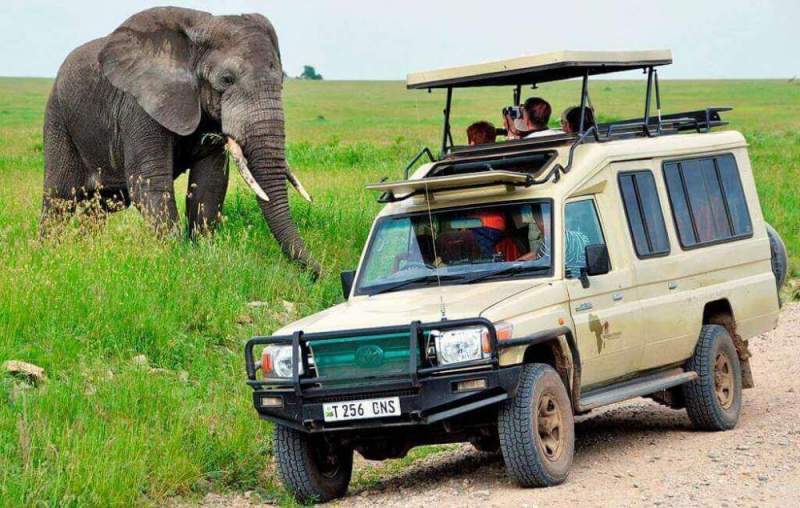 Особенности посещения сафари-туров в Танзании 2020