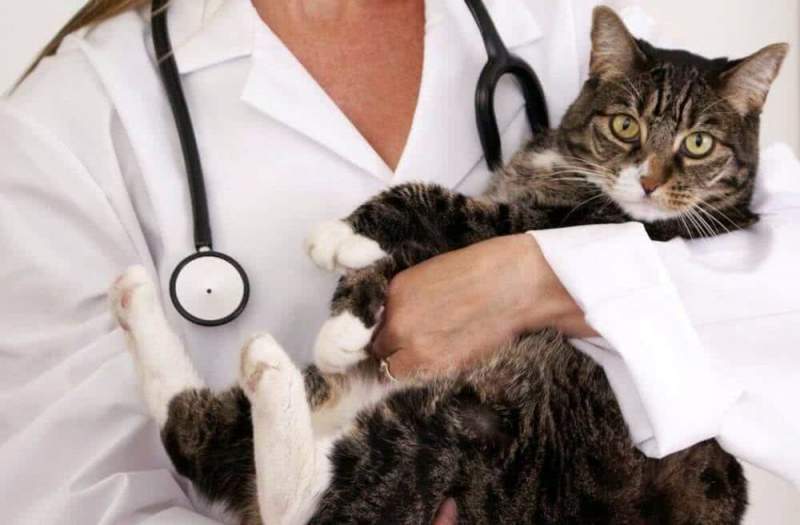 Когда пора стерилизовать кошку: что надо об этом знать