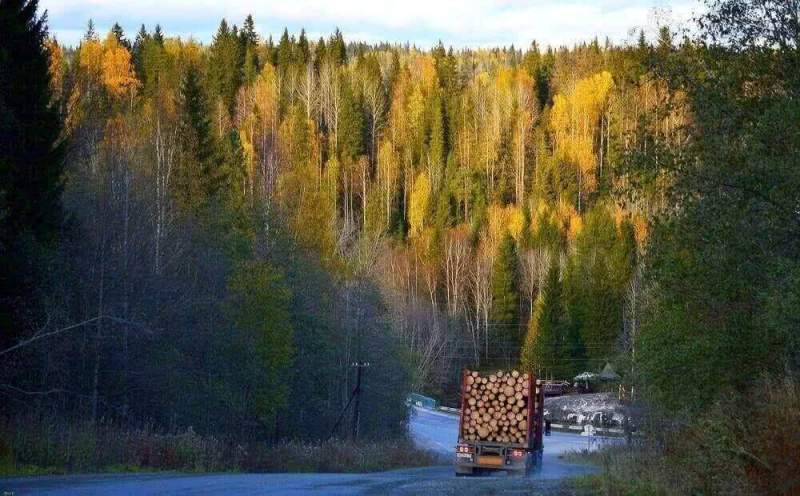 В Карелии восстановят более 18 тысяч гектаров леса