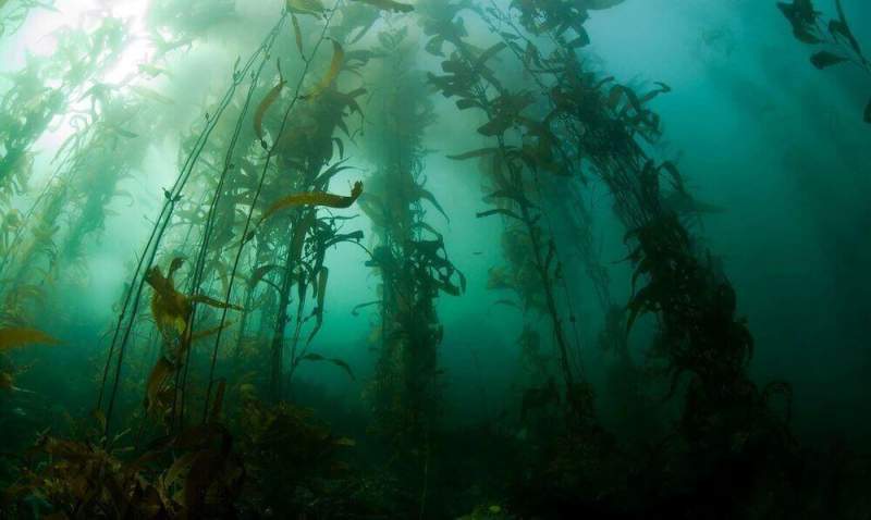 Биологи установили причину бурного роста «водорослей-зомби» у берегов США
