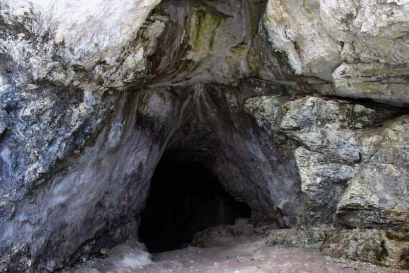 Тараканы возрастом 99 миллионов лет были признаны первыми обитателями земных пещер