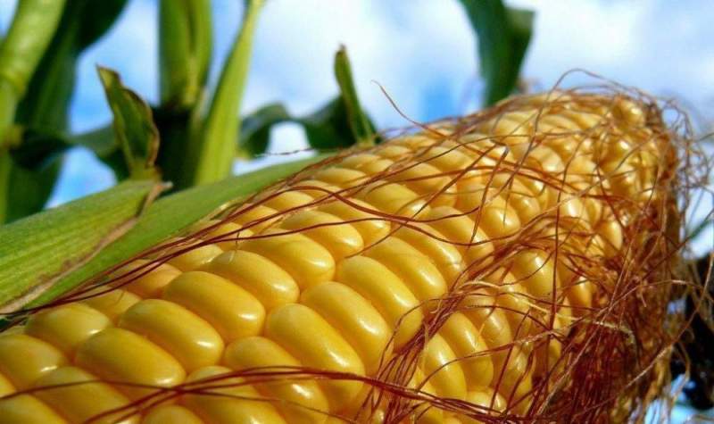 Посевная кукуруза