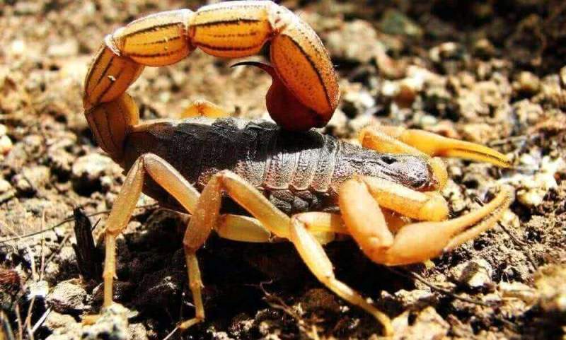Биологи РАН классифицировали яды скорпионов