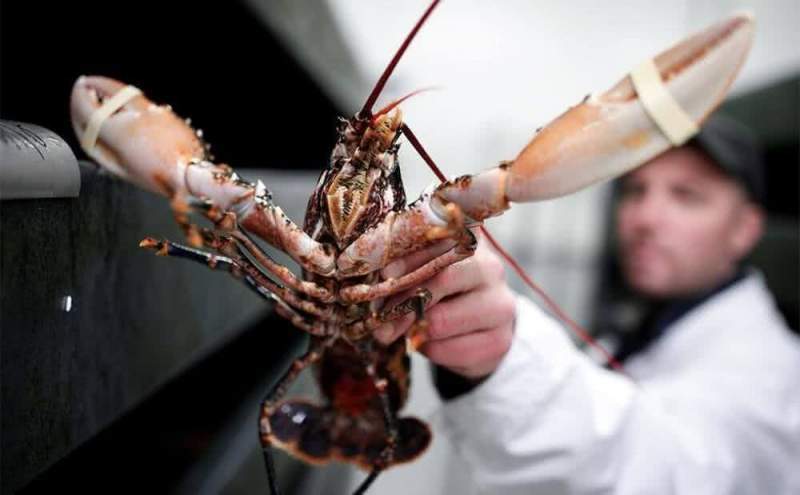 Гуманная Европа: в Швейцарии не будут варить омаров живьем