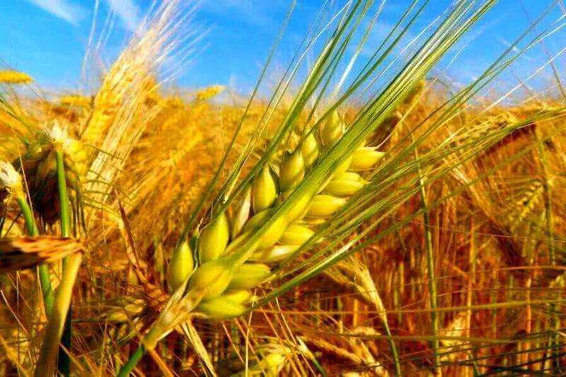 Мичуринские ученые вывели сорта зерновых культур высокого качества и урожайности