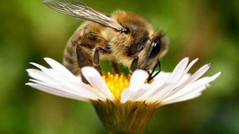 Глобальное потепление угрожает пчелам