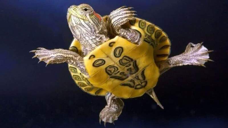 Как ухаживать за черепахой?