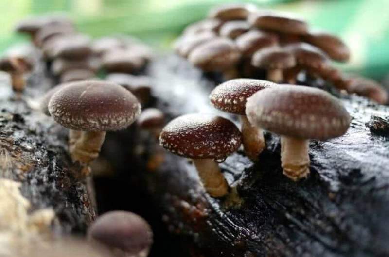 Шиитаке – новый лидер среди грибов