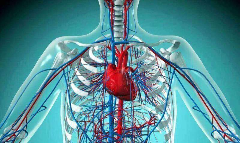 Врачи нашли связь между болезнями сердца и отсутствием потенции