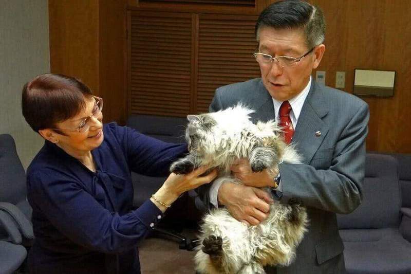 Сибирский кот Путина хорошо зажил в японской префектуре 