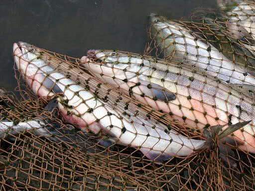 Эксперт выступил против искусственного разведения рыбы под Норильском