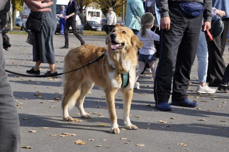 Разумишкин: в Полюстровском парке больше не травят собак