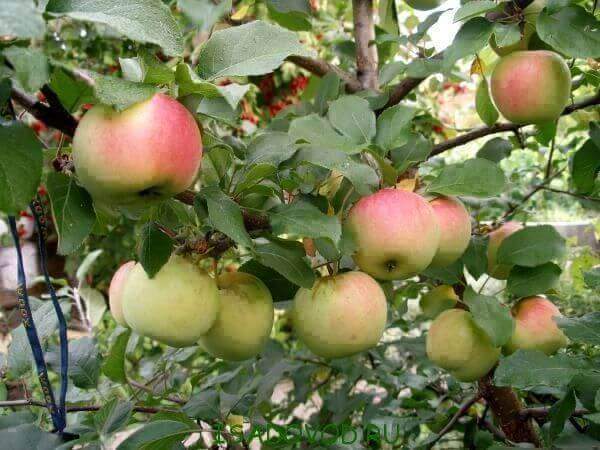 В Северском районе разбиты яблоневые и сливовые сады