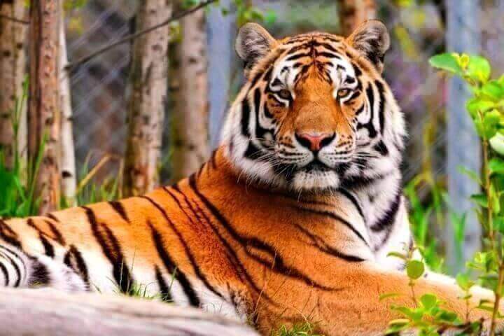 Тигра по кличке Упорный в Хабаровском крае выпустят в естественную среду обитания