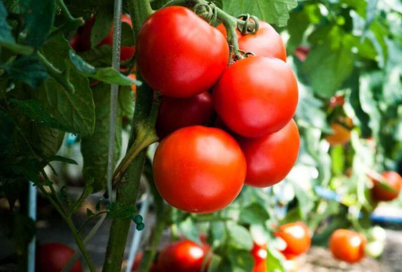 Семена томатов: разнообразие и тонкости выбора