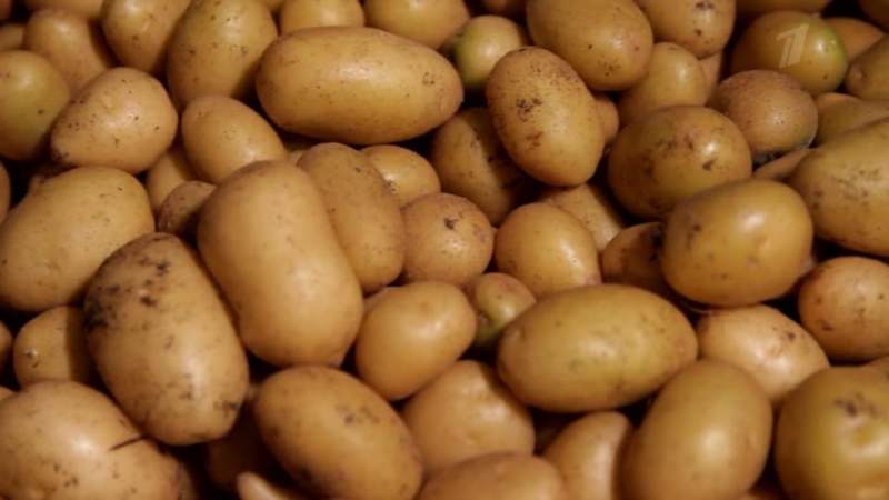 Тамбовщина нацелена на увеличение урожая картофеля