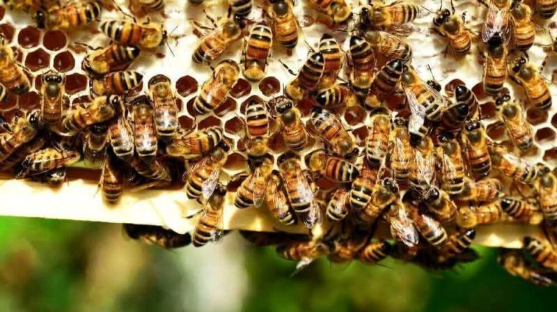 Какие продукты пчеловодства можно продавать