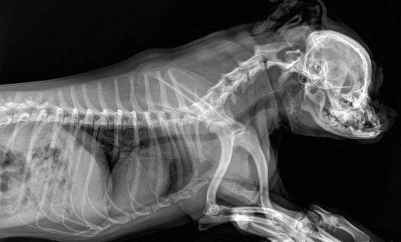 Не опасен ли рентген для домашних животных