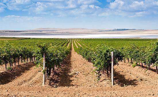 На Кубани будет заложено 900 га виноградников 