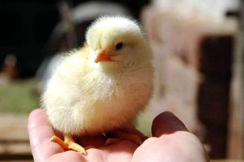 Продажа цыплят бройлеров для начинающих заводчиков в Украине