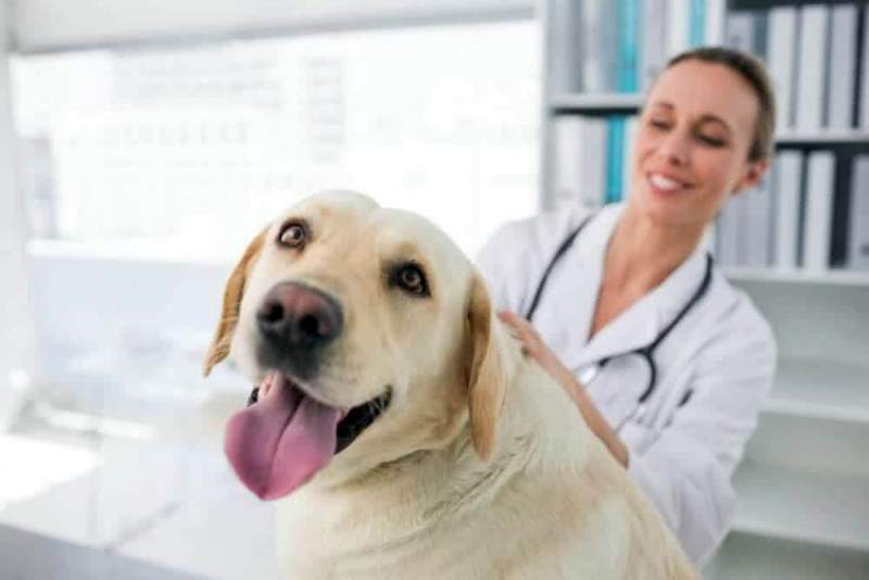 Анестезия для собак перед операцией