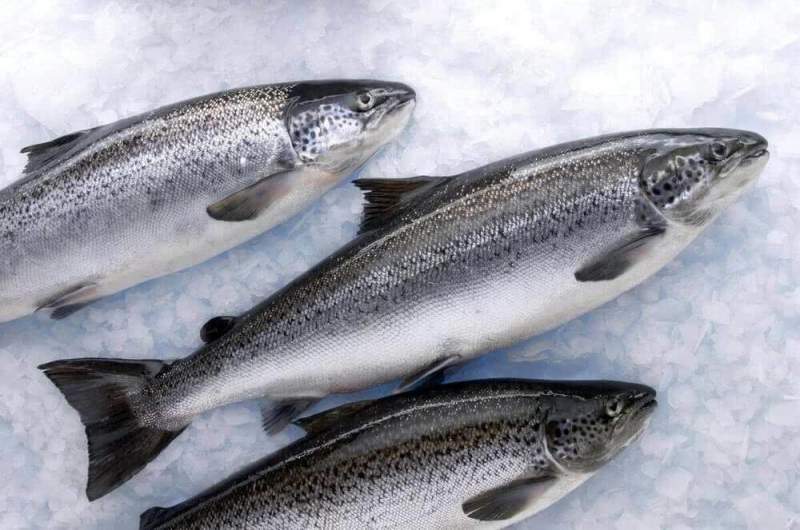 Исключить возможность доставки замороженной рыбы на берег предлагают депутаты Госдумы