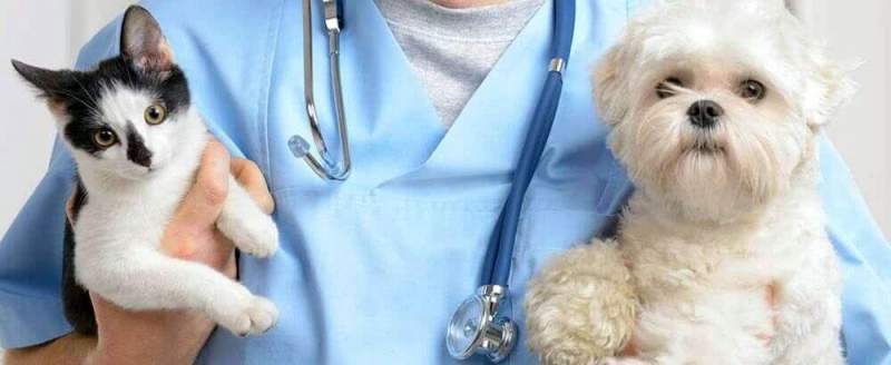 Вызов ветеринарного врача на дом: основные преимущества