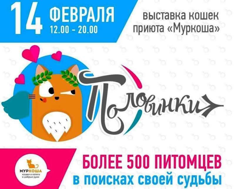 14 февраля пройдет выставка кошек приюта "Муркоша"