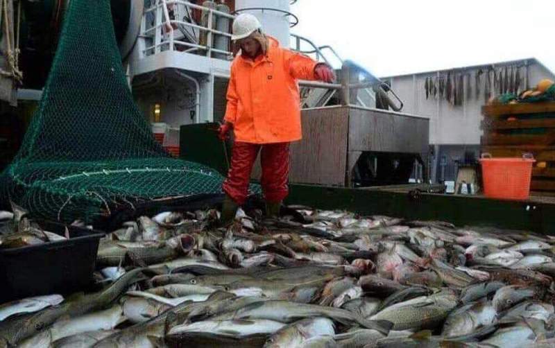 В открытом письме на имя президента российские рыбопромышленники просят о помощи
