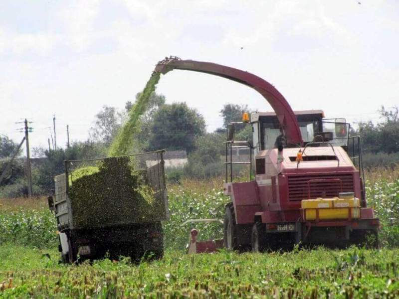 В Хабаровском районе бьют рекорды по заготовке силосной кукурузы