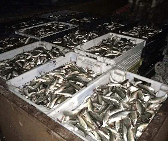 Наука: искусственное воспроизводство рыбы в озере Пясино будет неэффективным