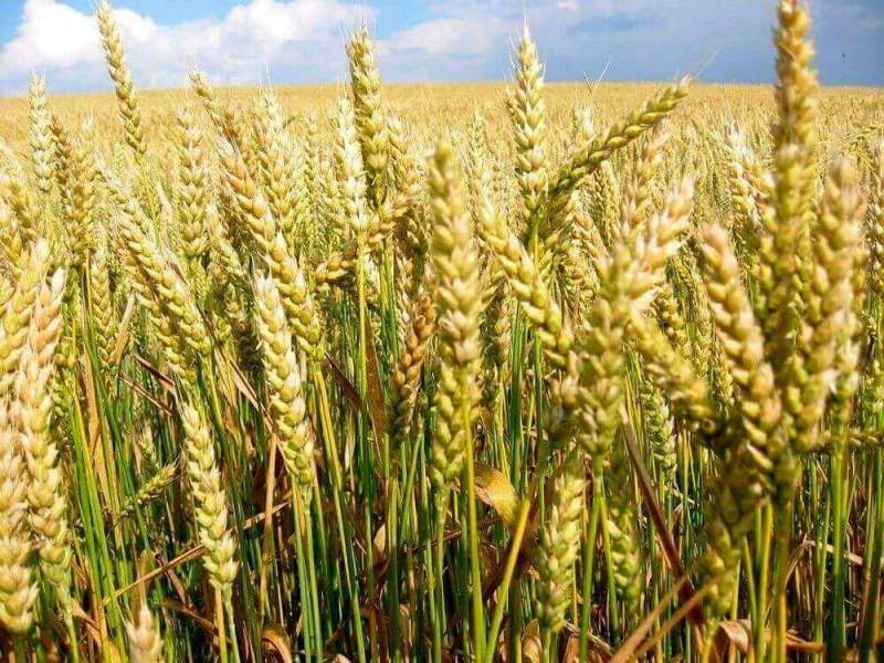 Новый мутаген из Сибири улучшит пшеницу
