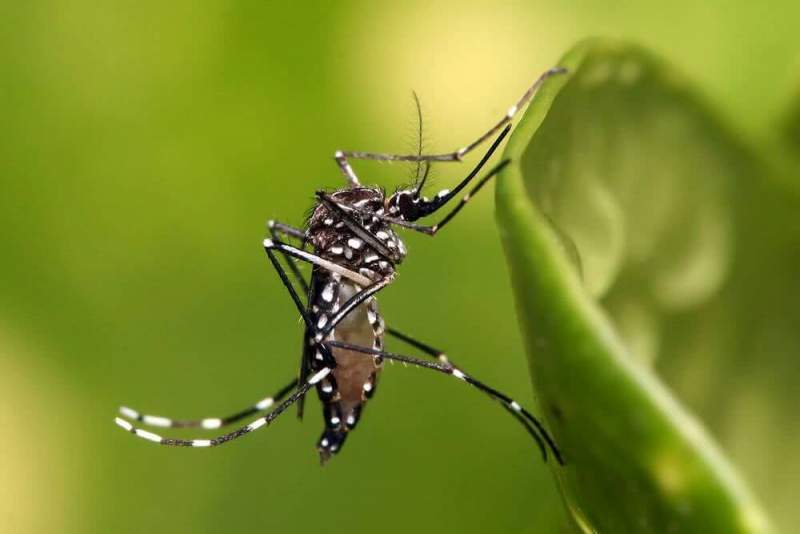 Способы борьбы с комарами