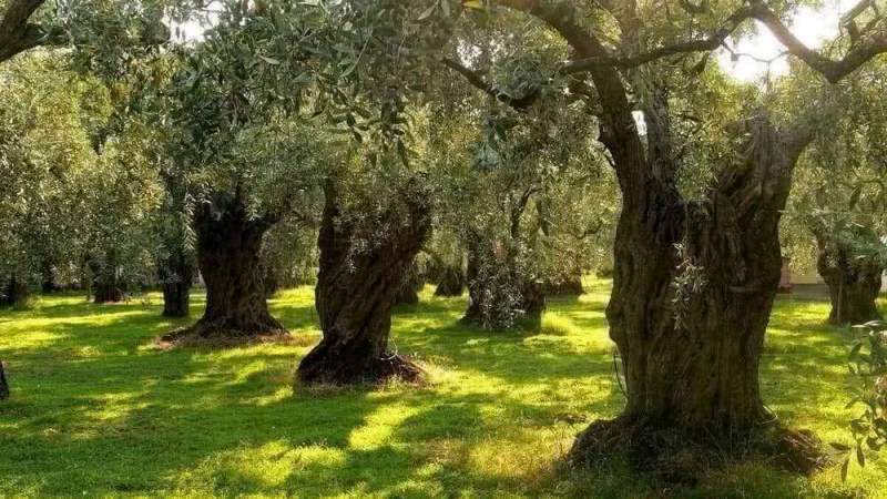 В Италии нашли старейшее оливковое дерево