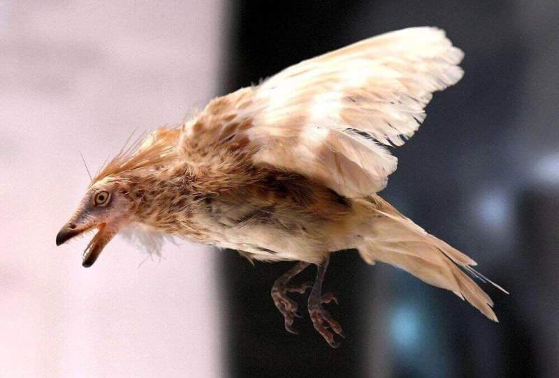 Палеонтологи раскрыли секрет выживания птиц