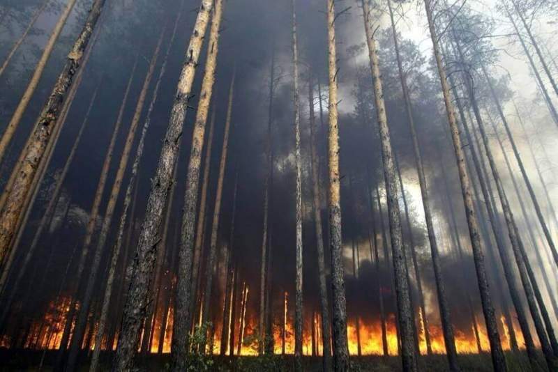 Лесные пожары продолжают свирепствовать