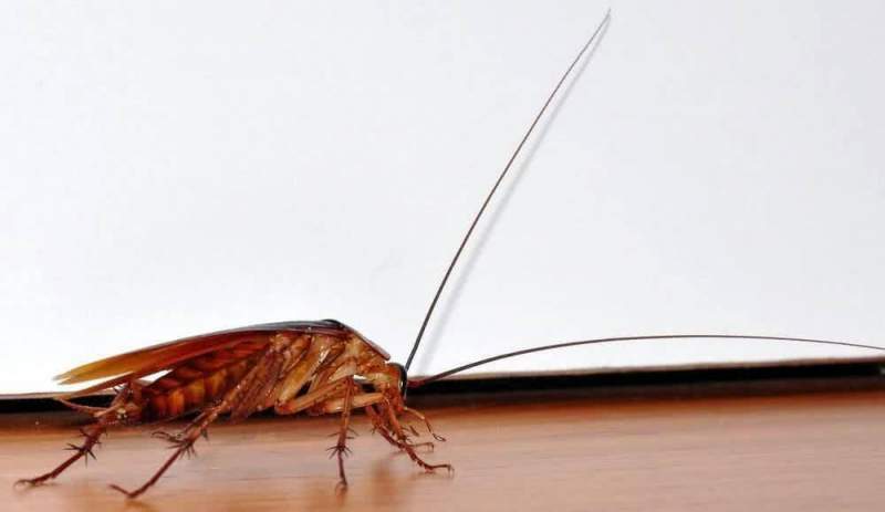 Почему в квартире появляются тараканы