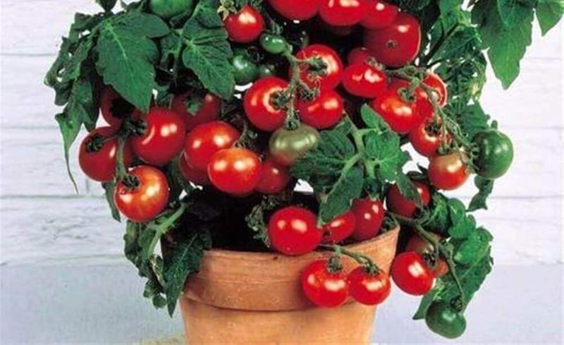 Особенности томатов «бонсай» 