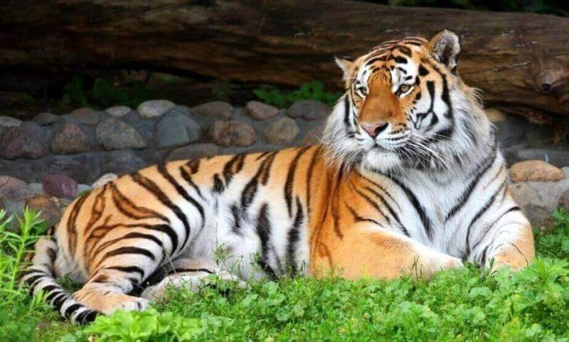 День амурского тигра и дальневосточного леопарда отметят в Хабаровском крае