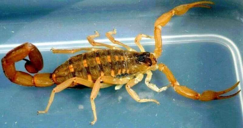 Биологи РАН классифицировали яды скорпионов