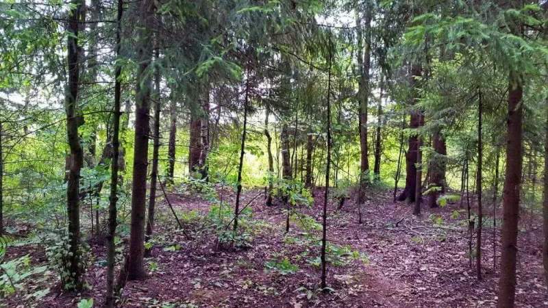 Лесные участки на Новой Риге по доступной цене