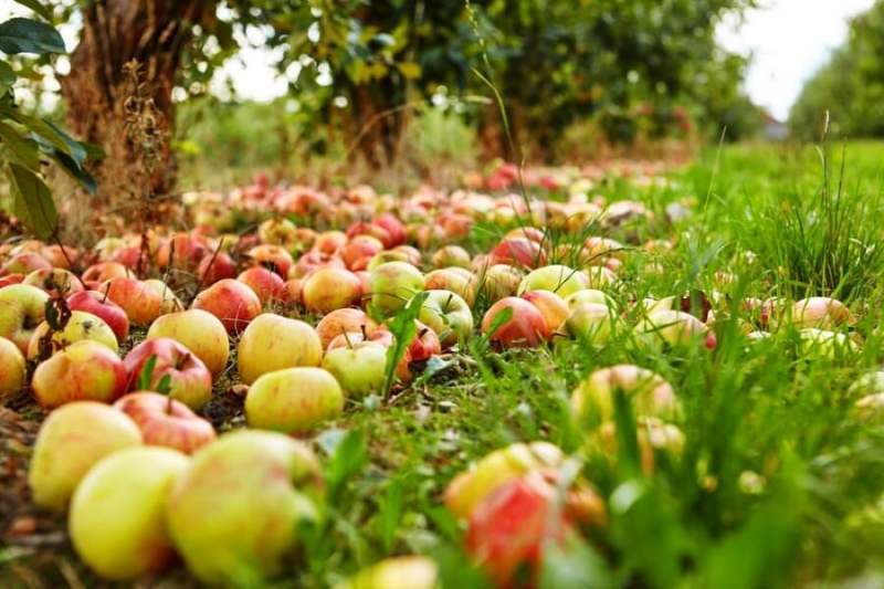 Мичуринские яблоки будут подавать в столичных ресторанах