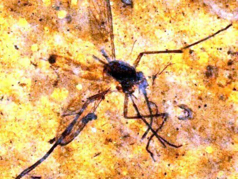 Ученые: Малярия виновата в исчезновении динозавров