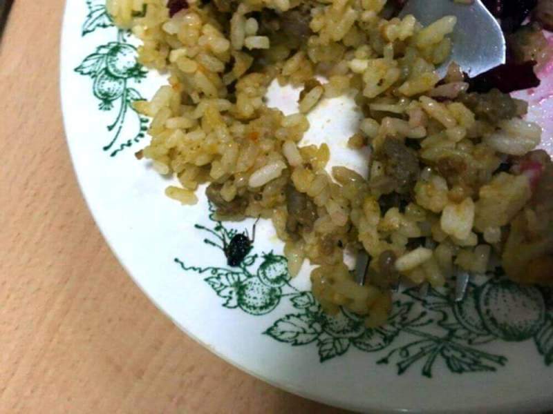 К проблемам петербургских учебных заведений добавились тараканы и клопы