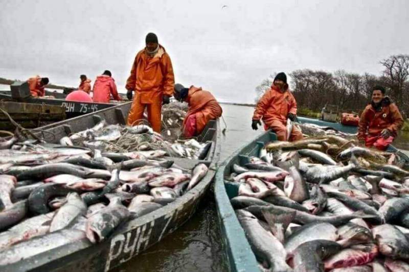 Более 52 тысяч тонн рыбы планируется добыть в Хабаровском крае в период лососевой путины