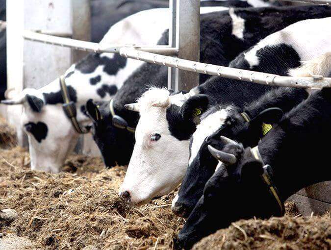 В Выселковском районе Краснодарского края начато строительство молочно-товарной фермы